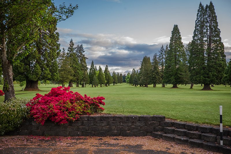 Green golf course placed between two rows of evergreen trees